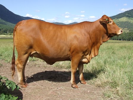 Bryvonlea Glossy